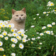 「お花畑の中に」　地域ネコ