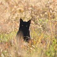 「金色の野に佇む黒猫」　地域ネコ