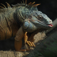 「恐竜時代」　グリーンイグアナ