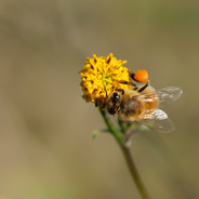 「冬への備え」　セイヨウミツバチ