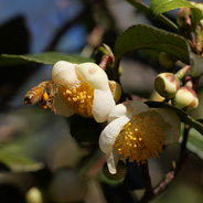 「小春日和のお茶会」　セイヨウミツバチ