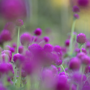 「まん丸の紫」　センニチコウ